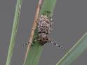 Aegomorphus clavipes (Flat-faced Longhorn Beetle).jpg